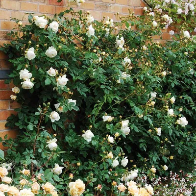 Фотка розы Клэр Остин в формате webp для быстрой загрузки сайта