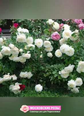 Роза Клэр Остин: красивая композиция природы