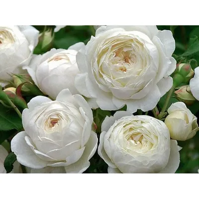Картинка розы Клэр Остин с прекрасными деталями