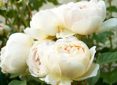 Роза Клэр Остин: изумительная красота природы