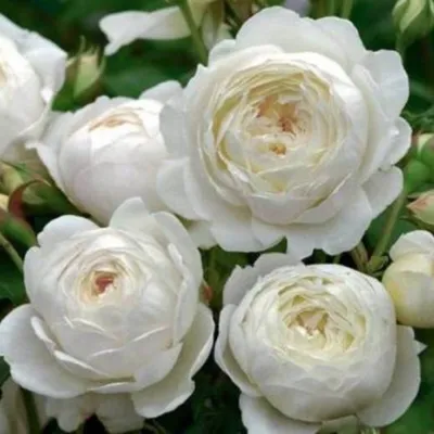 Фото розы Клэр Остин в формате jpg с высоким разрешением