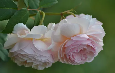 Роза Клэр Остин: изображение с яркими цветами