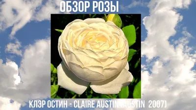 Картинка розы Клэр Остин в png для использования в графических проектах