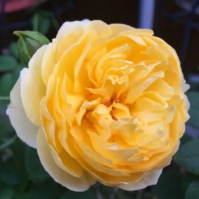 Фотка розы Клэр Остин в формате webp для оптимизации загрузки страницы