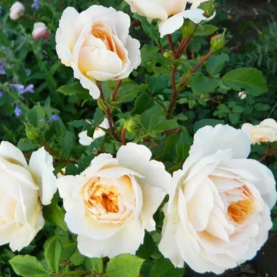 Роза Клэр Остин: фото с элегантным видом