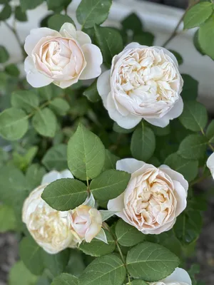 Изображение розы Клэр Остин в нежных оттенках