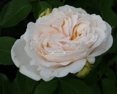 Роза Клэр Остин: красивая композиция природы