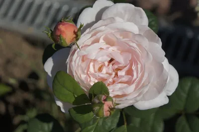 Фотография розы Клэр Остин с мягкими цветами