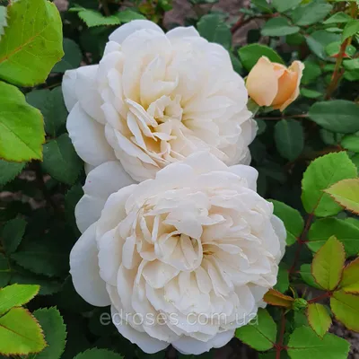 Роза Клэр Остин: изумительный снимок природы