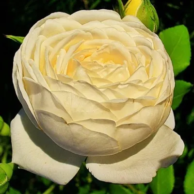 Роза Клэр Остин: изображение с яркими оттенками