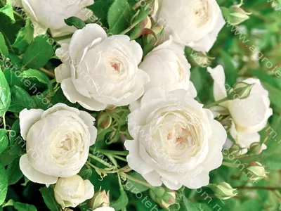 Фотография прекрасной розы Клэр Остин