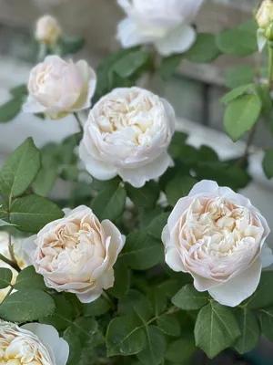 Картинка розы Клэр Остин с высоким качеством
