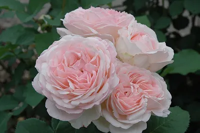 Фото розы Клер Роуз в формате jpg