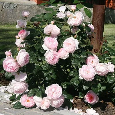 Изображение розы Клер Роуз в формате png