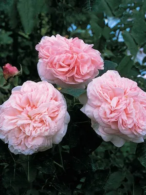 Картинка розы Клер Роуз для фотоальбома