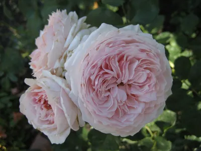 Фотка розы Клер Роуз с возможностью выбора размера для печати