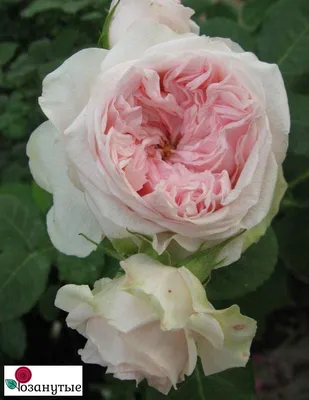 Картинка розы Клер Роуз с различными форматами скачивания для использования в дизайне