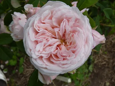 Изображение розы Клер Роуз в формате png для публикации на сайте
