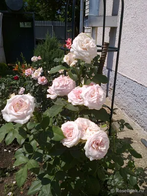 Картинка розы Клер Роуз в формате webp