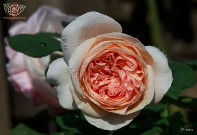 Фотка розы Клер Роуз в высоком разрешении для печати на холсте