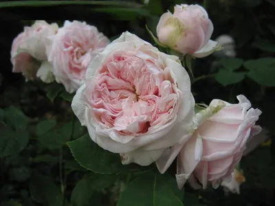 Изображение розы Клер Роуз с различными форматами скачивания для использования в приложении