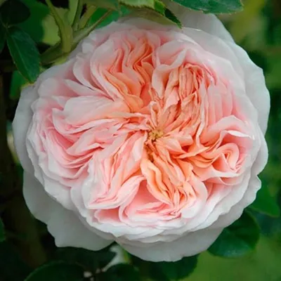 Картинка розы Клер Роуз для использования в быстром формате webp