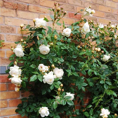 Изображение розы Клер Роуз в формате png для публикации на сайте