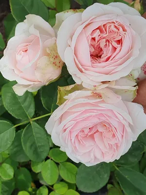 Картинка розы Клер Роуз в формате webp для быстрой загрузки страницы