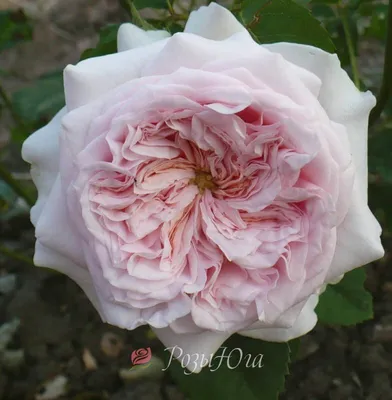 Фотография удивительной розы Клер Роуз