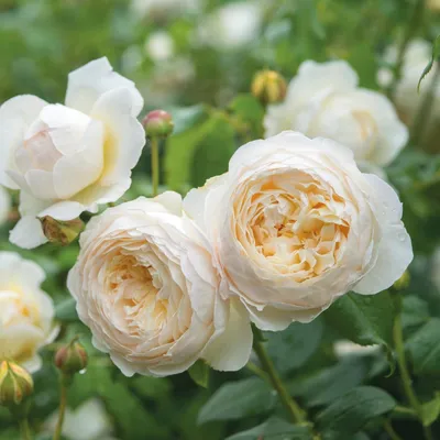 Изображение розы Клер Роуз с различными форматами скачивания для использования в соцсетях