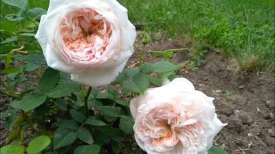Фото розы Клер Роуз в формате jpg для использования в рекламе