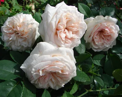 Картинка розы Клер Роуз в формате webp для быстрой загрузки страницы