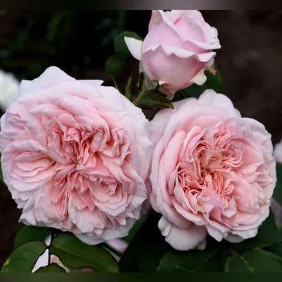 Фото розы Клер Роуз с возможностью выбора размера
