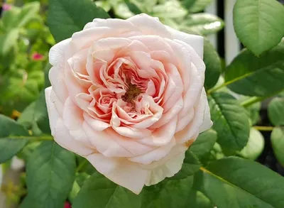 Изображение розы Клер Роуз с различными форматами скачивания для использования в электронной почте