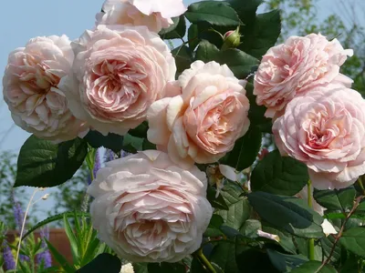 Изображение розы Клер Роуз для скачивания