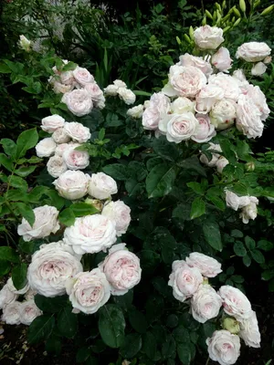 Картинка розы Клер Роуз в высоком разрешении