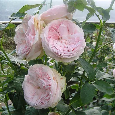 Фотка розы Клер Роуз с различными форматами скачивания