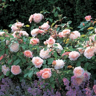 Фото розы Клер Роуз в формате jpg для печати