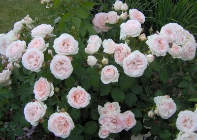 Изображение розы Клер Роуз в формате png для использования в дизайне