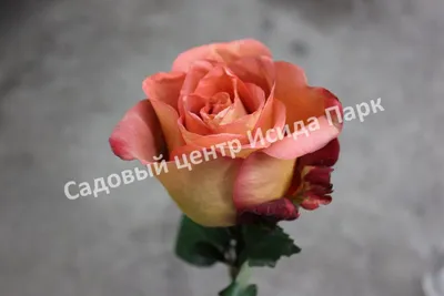 Фото розы кофе брейк для загрузки в jpg