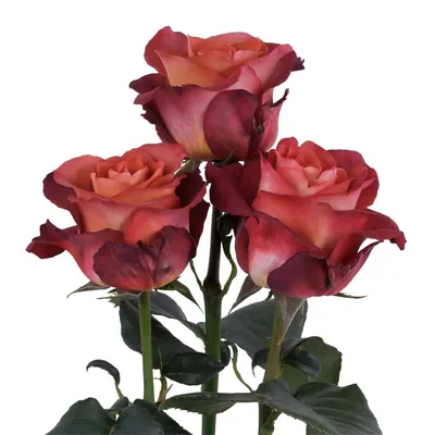 Фото розы кофе брейк в png: доступные размеры