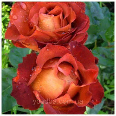 Изображение розы кофе брейк: подберите формат