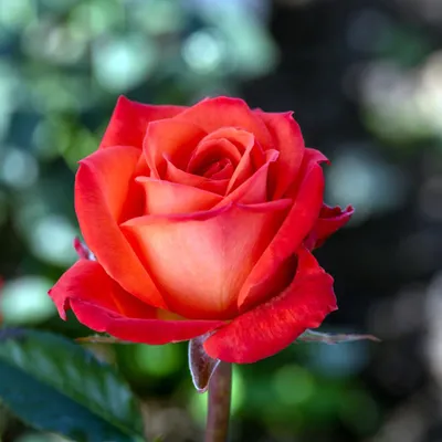 Фото розы кофе брейк в формате webp: доступные размеры