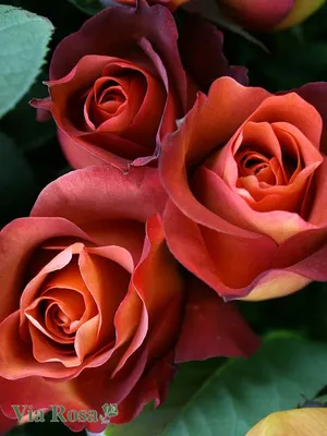 Удивительное изображение розы кофе брейк в формате webp