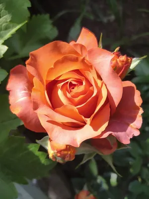 Изысканное фото розы кофе брейк в jpg
