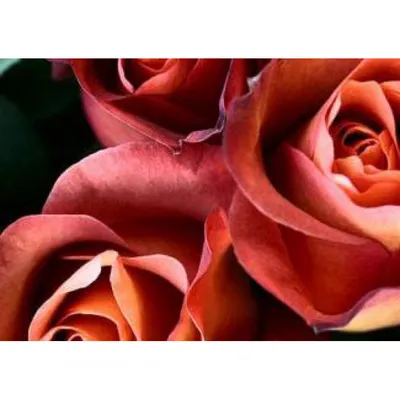 Фото розы кофе брейк в png: выберите размер и формат