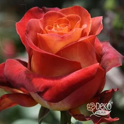 Фото прекрасной розы кофе брейк для загрузки в jpg