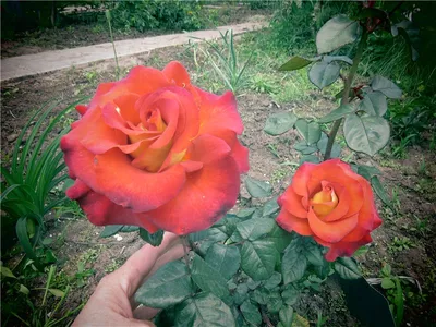 Красивая фотка розы кофе брейк в формате webp
