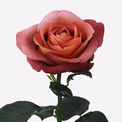 Уникальное фото розы кофе брейк с выбором размера