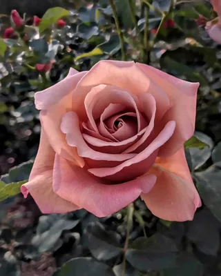 Фото розы коко локо в формате jpg - выберите удобный размер